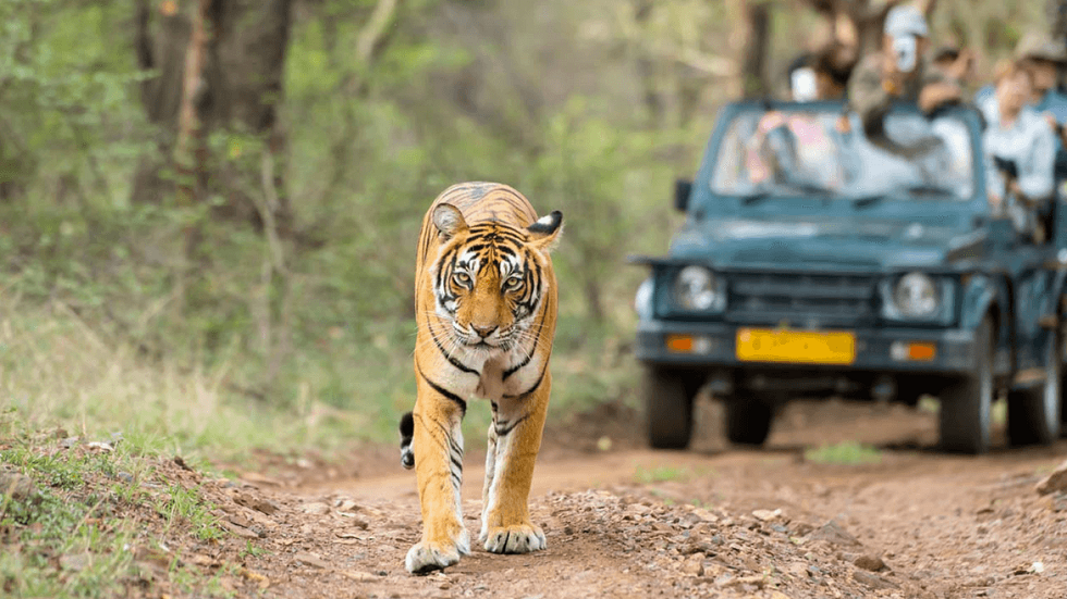 Top 15 Wildlife Sanctuaries in India to Encounter the Wild - DailyHawker™