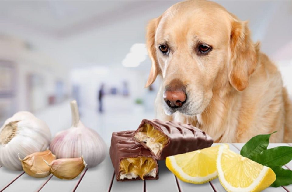 Human Foods That Are Bad for Your Dog