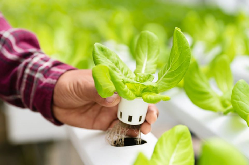 Which Hydroponic System Is Best for Your Garden