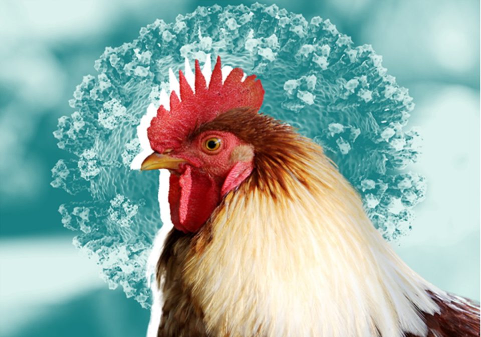 What is Bird Flu