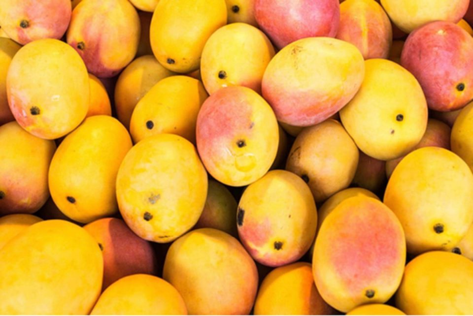 Most Popular Varieties of Mangoes in India and Places Where to Find Them