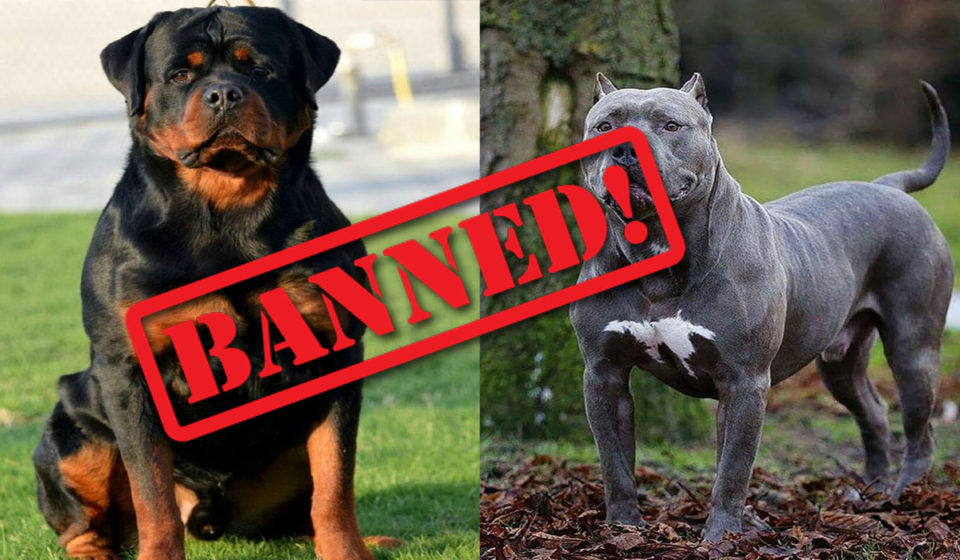 Kanpur: Mayor Bans Rottweiler and Pitbull, Imposes Fine