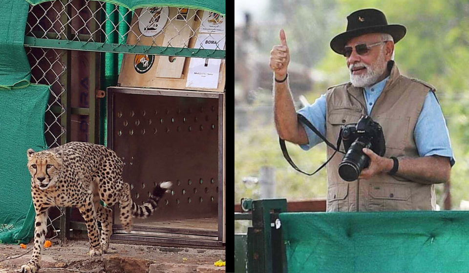 PM Modi Releases Cheetahs at Kuno National Park on His Birthday